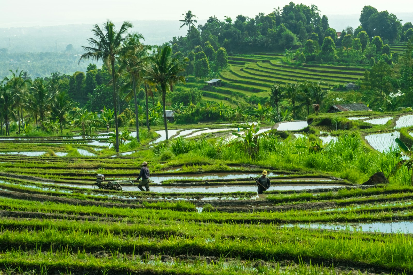 Bali rice terraces where reliable mobile internet helps with navigation